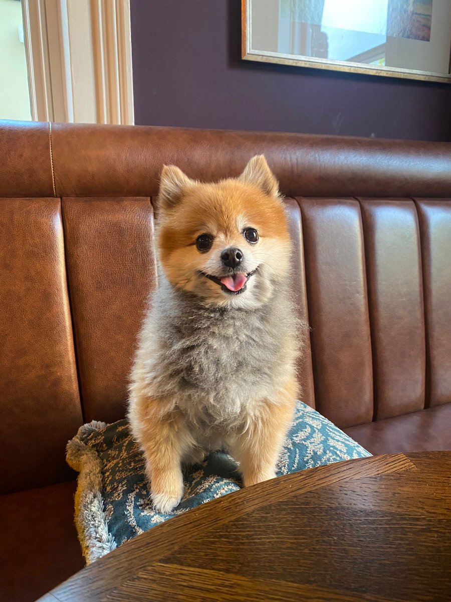 Teddy wants to tell you we’re dog friendly 🐶🐶 

Bring your puppers down and introduce us to them ☺️ 

@youngspubs 

#dogfriendly #pubs #pubdog #youngs #youngspubs #SELpubs #londonpubs #lewishampubs