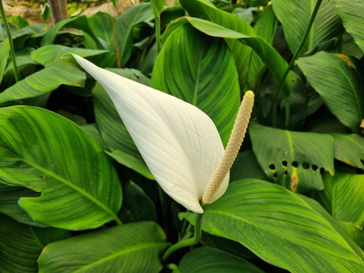 Spathiphyllum cannifolium, commonly known as Peace Lily is native to north South America
