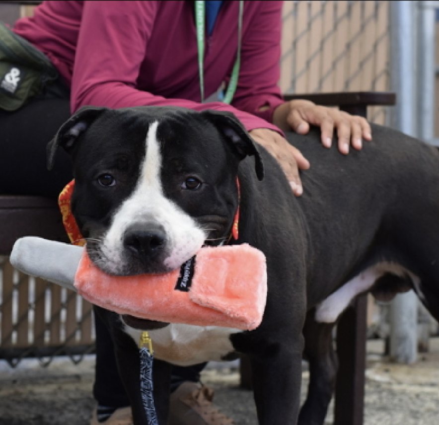 💞Trooper💞 #BYCACC 196926 4yr ▪️To Be Killed: 5/28💉 Handsome, friendly, playful boy! Just exquisite! Adores ppl, attn + such a cuddlebug! Darling sweetheart needs loving, N.East #Foster/ #Adopter, 2 give u all his luv + change yr life! Pls #pledge 4 #Rescue 💞Trooper