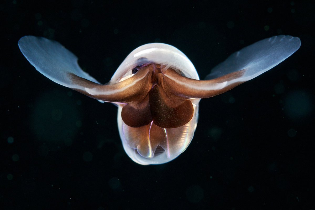 apostlenaut's tweet photo. Limacina Helicina
#SeaButterfly
The pteropod Limacina Helicina is a tiny shelled marine snail that swims using a pair of converted feet as wings. https://t.co/a33hHNV1Yl