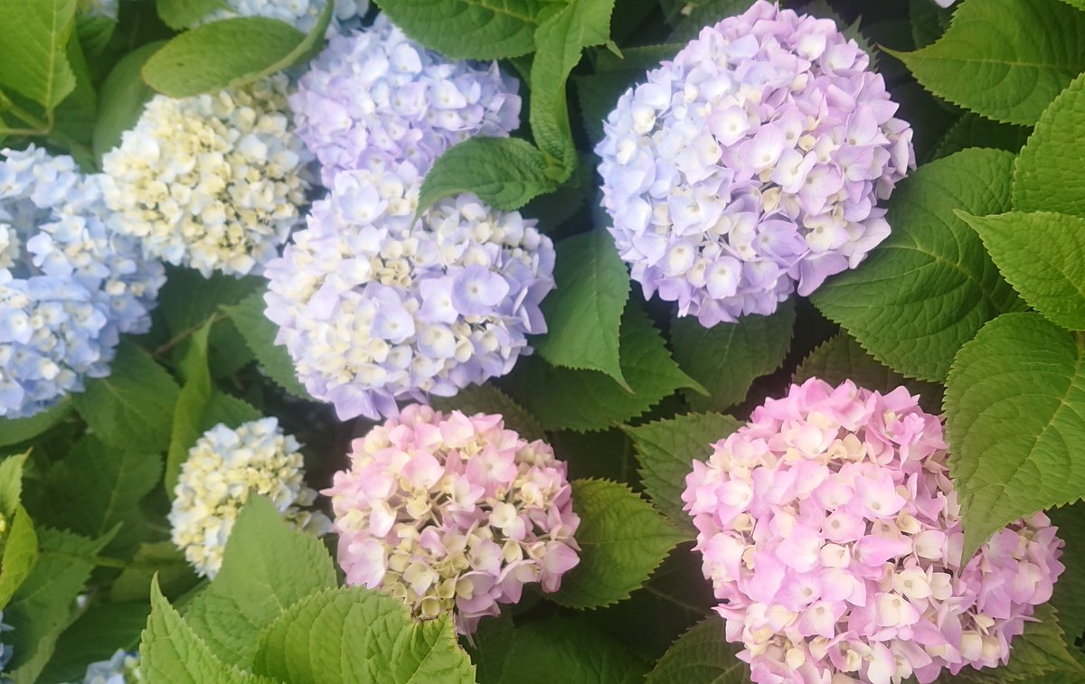 紫陽花が所々色付き始めた💠
今年早い気がして驚いてる
#相模原市 #麻溝公園