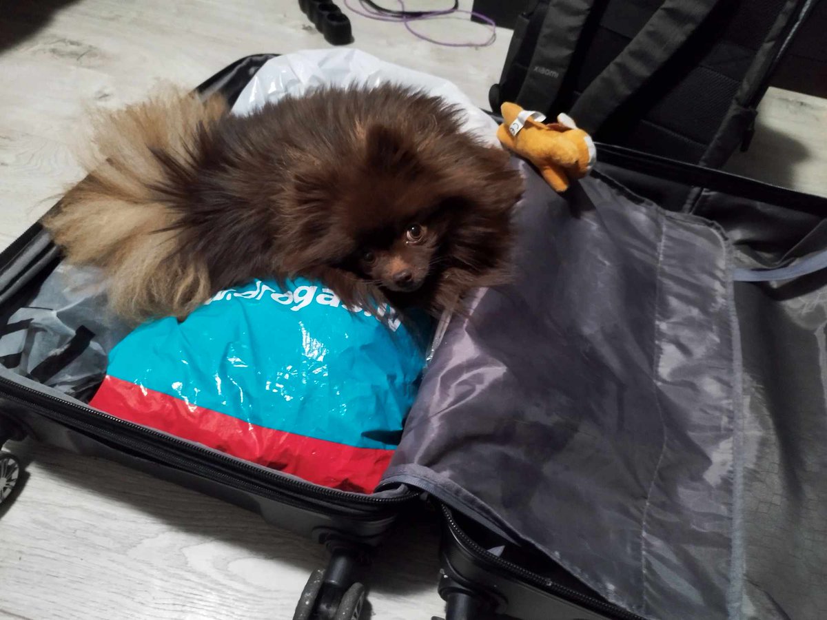 Haru seems not to like the idea of me going to Leuven 🇧🇪 for the International Virus Bioinformatics Meeting 2024 that kicks off tomorrow...😭
(I am still going nonetheless)
#ViBioM2024