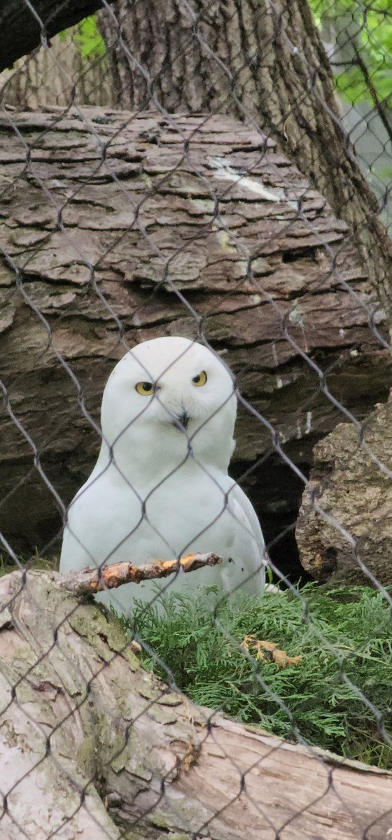 Birds Demanding Answers: Snowy Owl Needs to Know