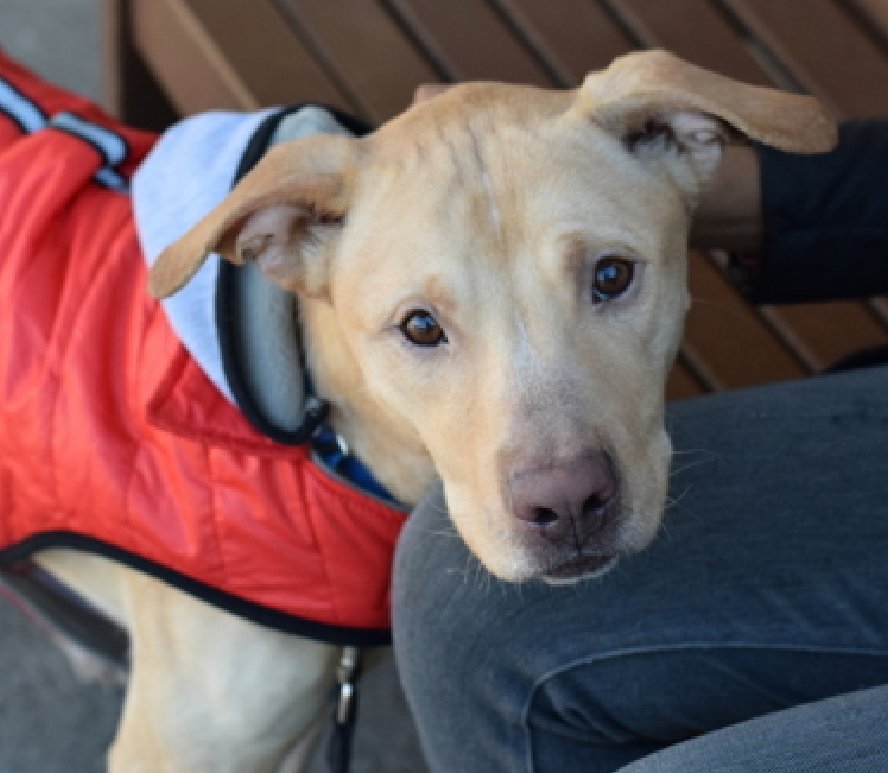 💞Dobby💞 #NYCACC #192408 2y ▪️To Be Killed: 5/28💉 Precious sweetie's💔, arrived in crate via 🚔! Who knows all endured! Shy, friendly once knows u +will even sit in yr lap! Darling boy needs loving N.East #Foster/#Adopter, 2 blossom. DM @notthesameone2 Pls #pledge 💞Dobby