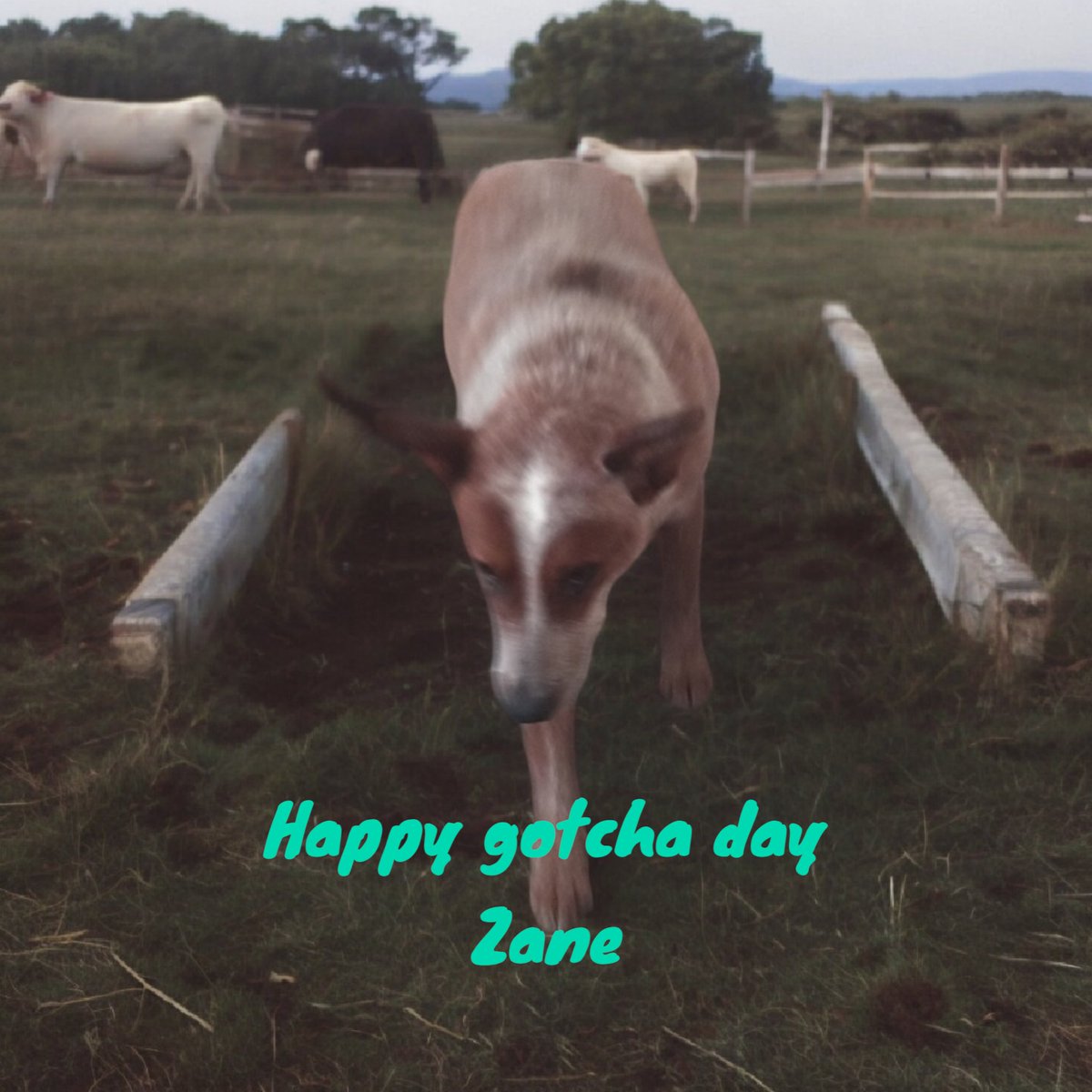 Zane is adopted just in time to celebrate his birthday. Our prayers have been answered. He will live in an 100 acre cattle ranch. Working alongside day. @_AnimalAdvocate @ArcanaDogs @Artzstufco @b_agbergin @BakerBakerjk @beakletkell @BearyHappy04 @beeleevitonly @oxenberg