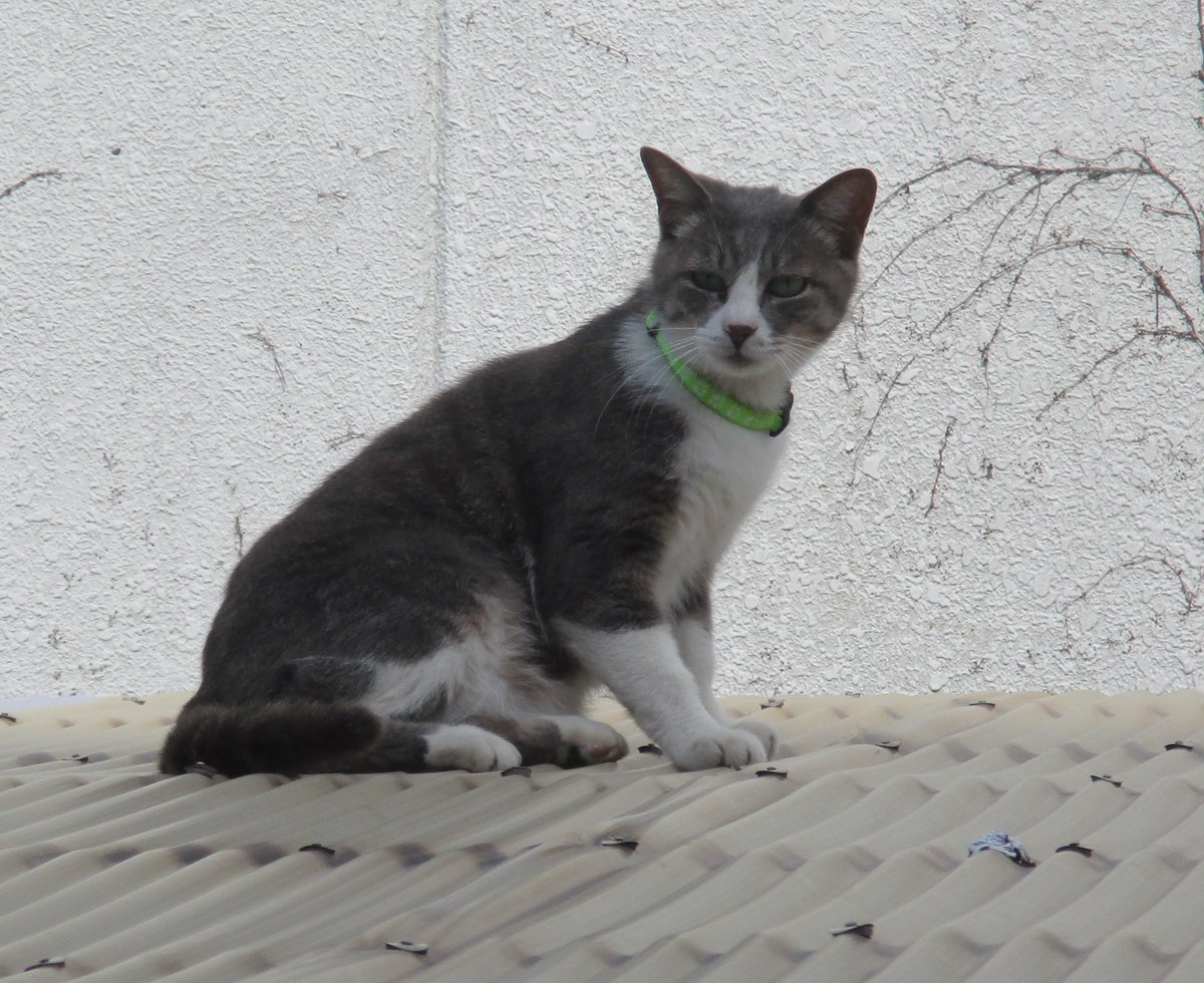 昨日の朝、
ハナシロが久しぶりに屋根に上がってきての挨拶！
・・・人は歳とともに顔が変化していくけど、
この子はいくつになっても可愛い顔で～？？

#外猫　#猫といる幸せ　#猫との暮らし　#久しぶりの挨拶　#挨拶　#顔が変化する