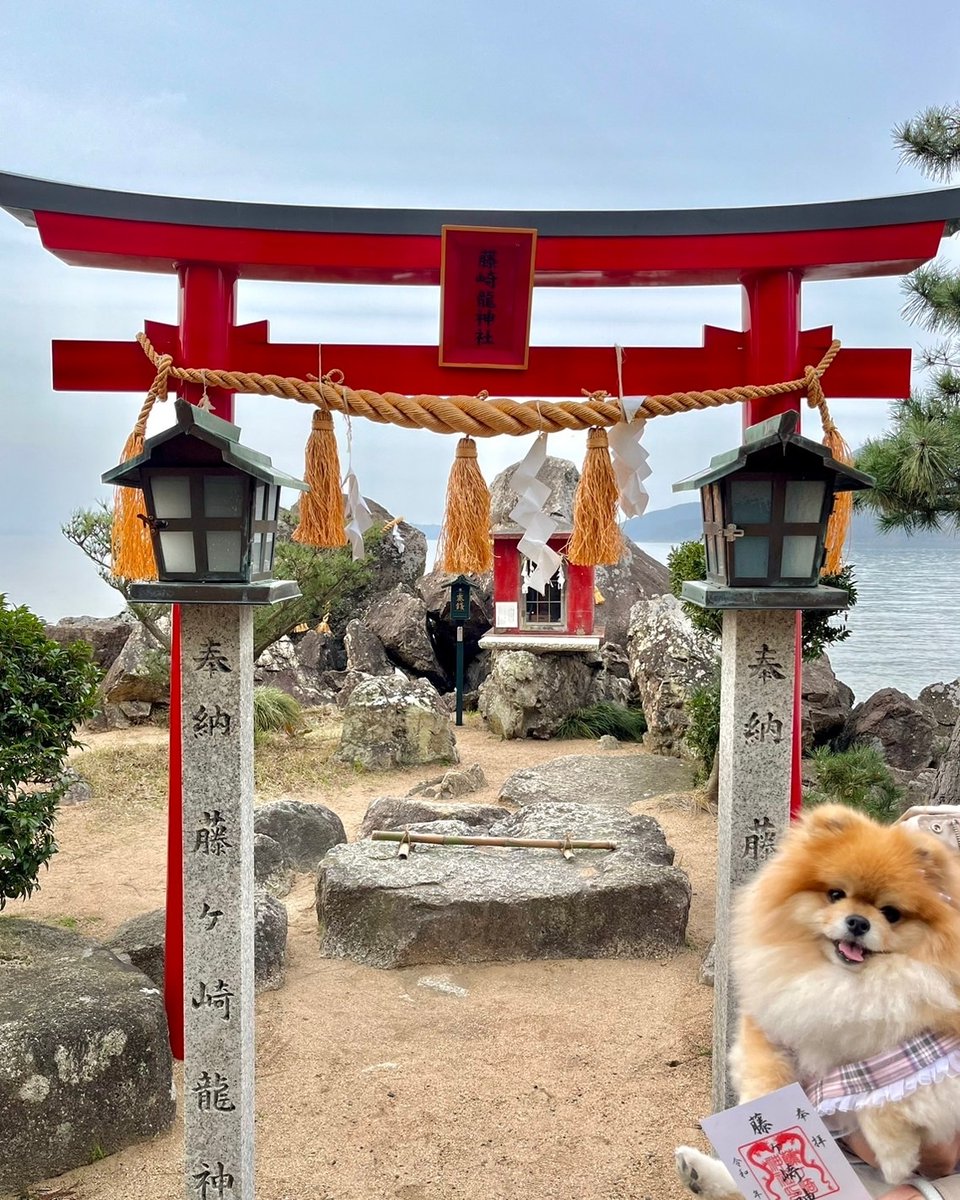 ✨藤ヶ崎龍神社に参拝しました。琵琶湖湖畔に佇む神社です。赤い鳥居と湖面が美しいです❤ ✨わんちゃんマナーを守って参拝を楽しみたいです🐾 #神社 #鳥居 #藤ヶ崎龍神社 #参拝 #もふもふ #癒し系 #ポメラニアン