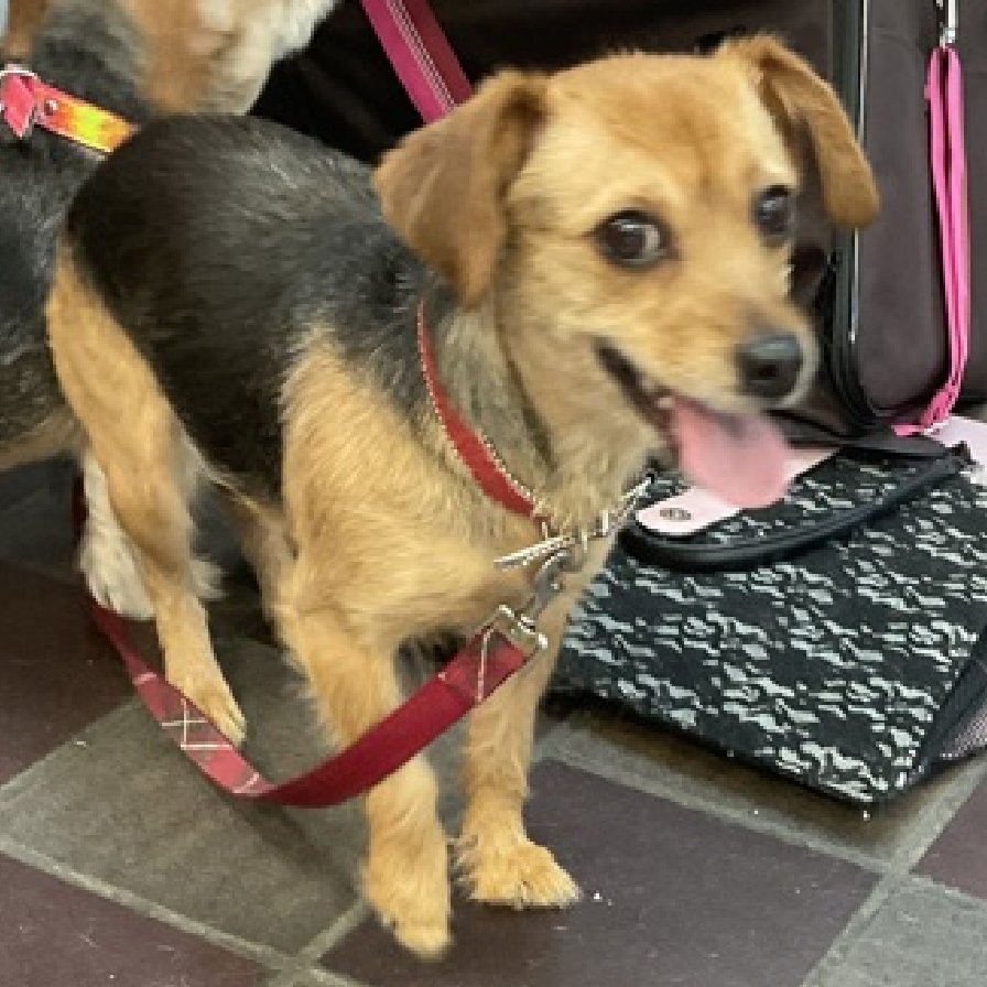 🐾3-y/o Candy surrendered w/ sister Cookie (currently on hold) b/c owner elderly. Been w/ owner all their life. Housetrained, good leash-walker, affectionate, playful. Wary of strangers, friendly w/ kids, sisters are bonded. Need foster offer by *5/28* nycacc.app/#/browse/200661