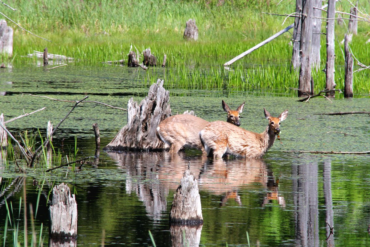 Killbear is home to lots of wildlife!

To keep them safe, please:

🚷 Observe wildlife from a safe distance.
🌭 Do not feed any wildlife.
🚗 Store all wildlife attractants in your vehicle.
🦮 Keep pets leashed at all times.

#KillbearPP #OntarioParks #ExploreON #Camping