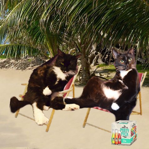 This has been the bestest weekend, hasn't it, Heri?😺

It's exactly what we needed: I can't wait to come back next week!😻

The Fiesta Bus will be here in about half an hour, we should probably start getting our things together🏖️🧳
#ChillTent #XCats #XPups #Anipals #KittyTwitter