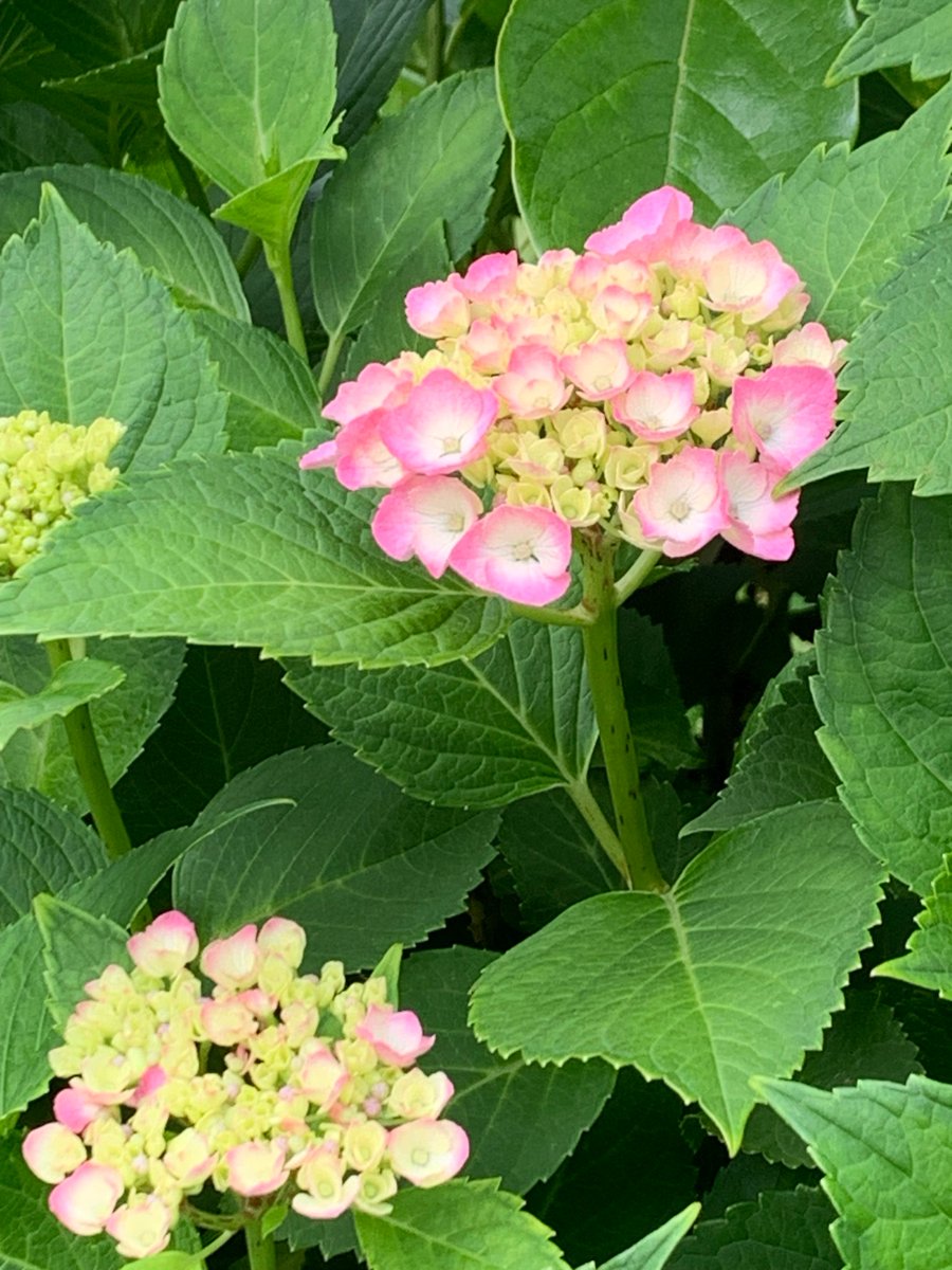 alpha_kokin's tweet photo. おはようございます
さいたま市は晴れ！

どんよりした空の下、
アジサイが咲きはじめて
いました、
そんな��節なんですね。

今週もよろしく
お願い致します。

#アルファ抗菌サービス　
#企業公式が毎朝地元の天気を言い合う
#企業公式相互フォロー
#抗菌　#埼玉　#さいたま市 https://t.co/7fIiA4gnwn