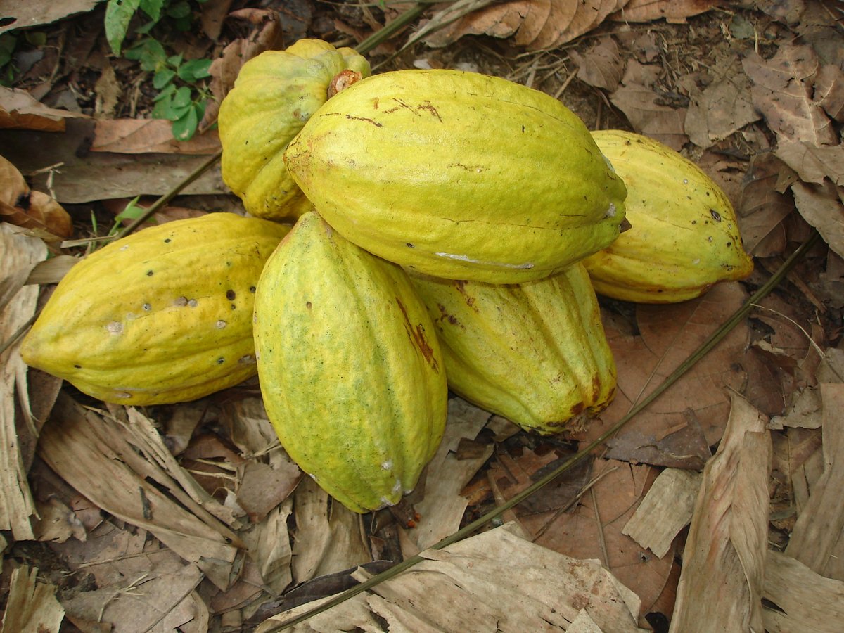 Cocoa-based agroforestry project aims to improve and sustain through #agroforestry the livelihoods of cocoa-producing communities while restoring degraded cocoa landscapes in buffer zones and protected areas. Learn more ➡️ bit.ly/3Us4916 #Trees4resilience