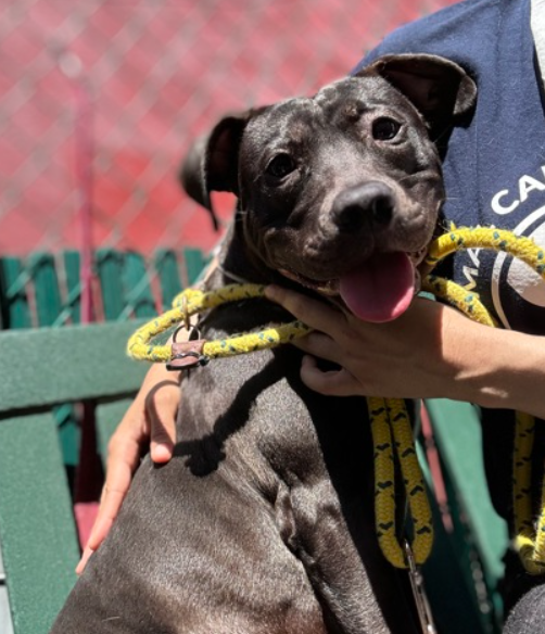 Armadillo💔 Kill listed for 5/28 #NYCACC nycacc.app/#/browse/200503 Very shy Trembles & shakes in the corner of his cage No aggression or escalation In fact, he loves staff/volunteers that take him outside Pets & cuddles are his thing Housetrained Don't let this loyal soul die