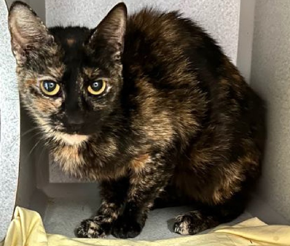 🆘🆘 TORRACAT, 7 YO, FEMALE – IN MANHATTAN ACC 🆘🆘 - came into the shelter as a stray on 5/2/2024. 😿 😿 😿 😿 Torracat tolerates attention and petting but appears fearful or stressed in the shelter. She may be a little more independent, and may need time to warm up to her new