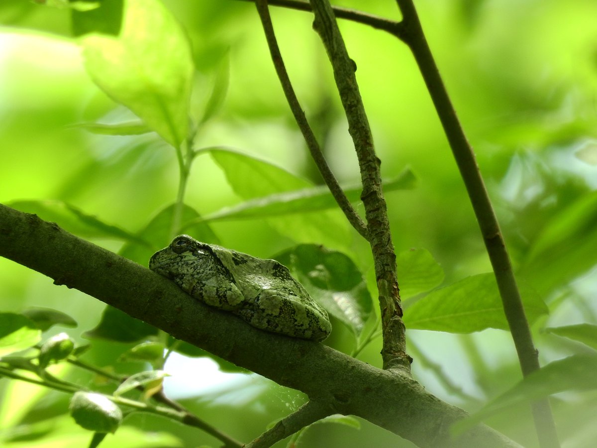 koolshark2's tweet photo. #graytreefrog #notabird : a wee fellow just chilling https://t.co/NWKJJRy3KC