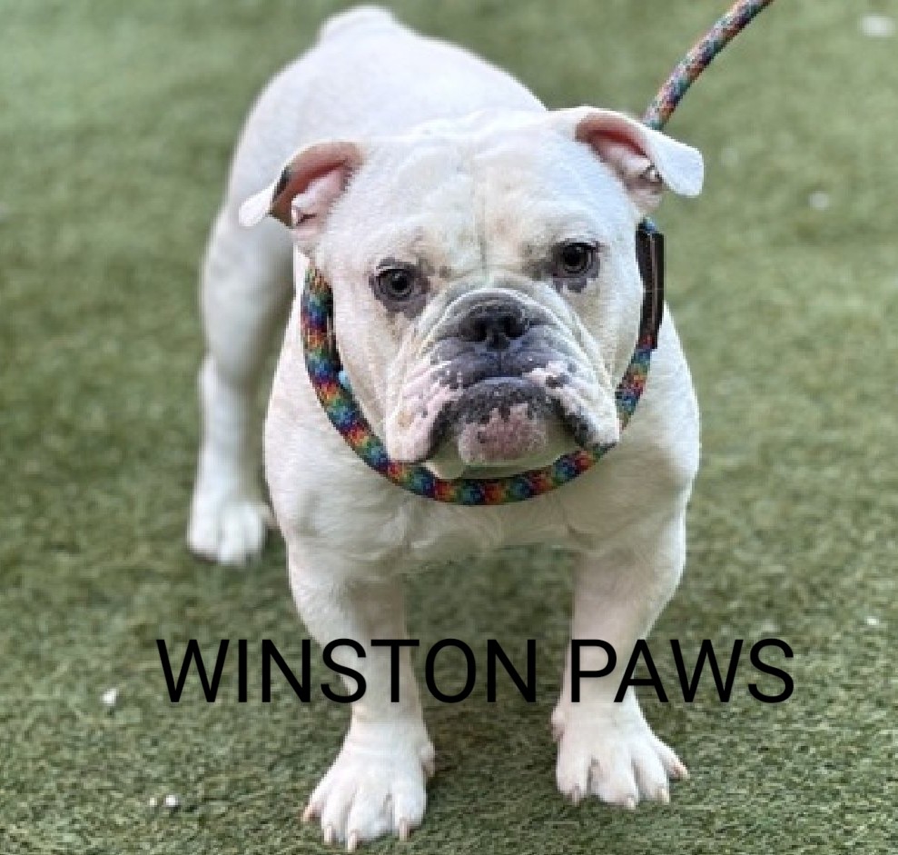 WINSTON PAWS💙 200092 #NYCACC WINSTON accidentally nipped owners finger while playing & was immediately sent to shelter😔 He's anxious, confused & doesn't understand! Cries in his kennel. He needs a friend💞 Likes to go for walks🦮 PLEASE FOSTER/RESCUE #PLEDGE #SHARE 🙏🆘🙏💉💙