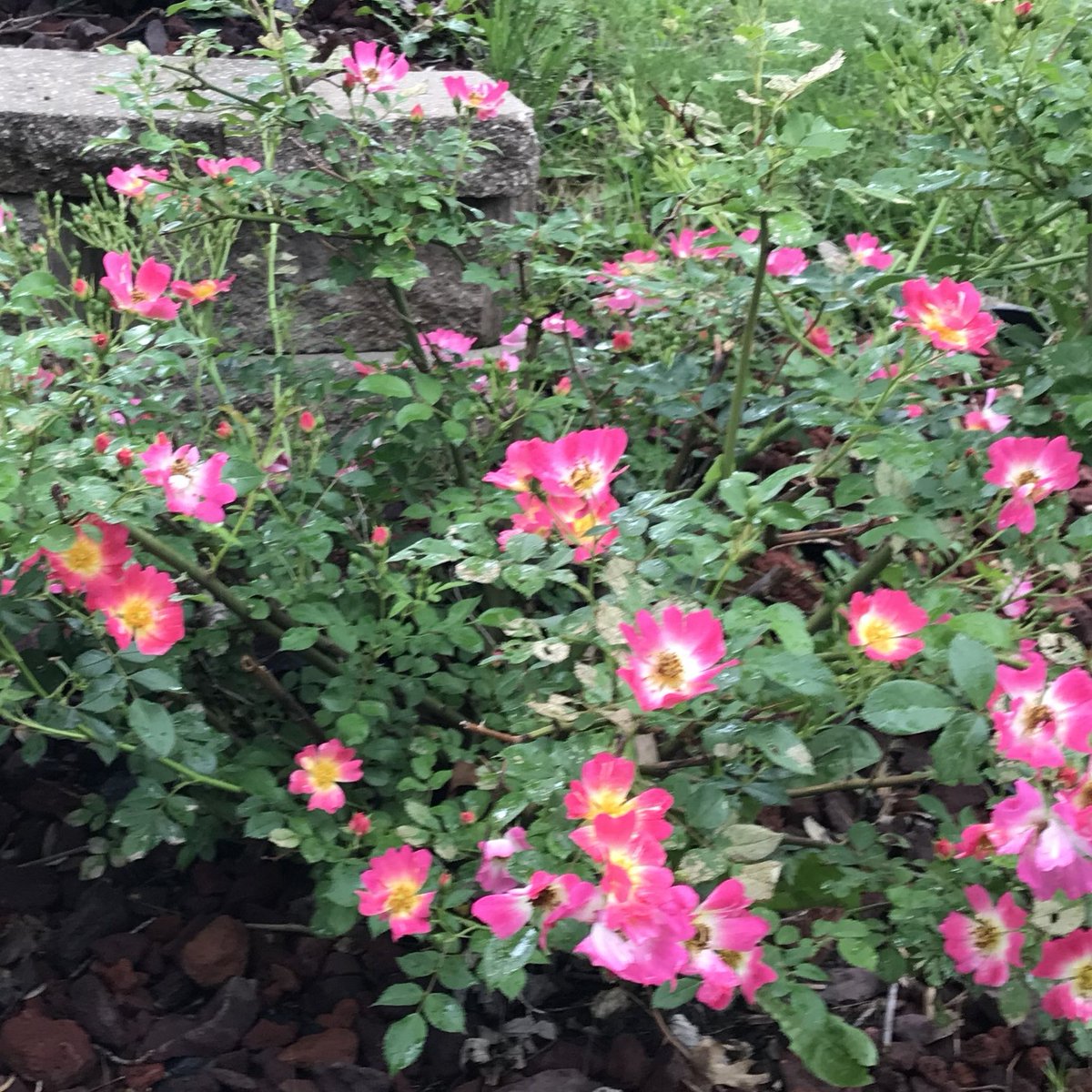 You may be tired of seeing roses from me, but I'm not tired of posting them (yet) so here's a creeping rose in our front yard...

#springflowers