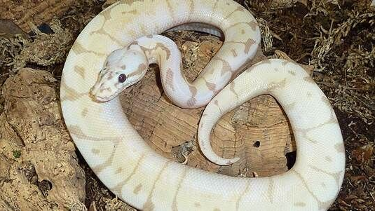 XYZReptiles's tweet image. Benefits of Getting a Pet #BallPython
bloggingheros.com/benefits-of-ge…
#BallPython #BabyBallPython #BallPythonMorph #PythonRegius #RoyalPython #Snake #SnakeLife #Pets #Reptiles #ReptileLover