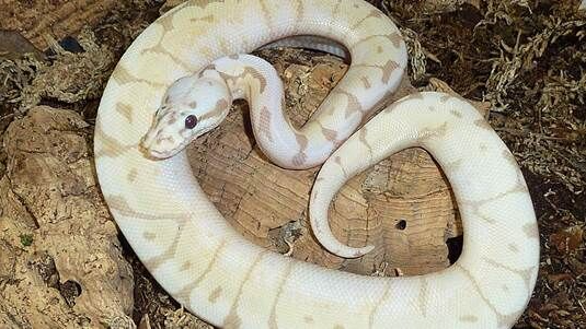 Benefits of Getting a Pet #BallPython
bloggingheros.com/benefits-of-ge…
#BallPython #BabyBallPython #BallPythonMorph #PythonRegius #RoyalPython #Snake #SnakeLife #Pets #Reptiles  #ReptileLover