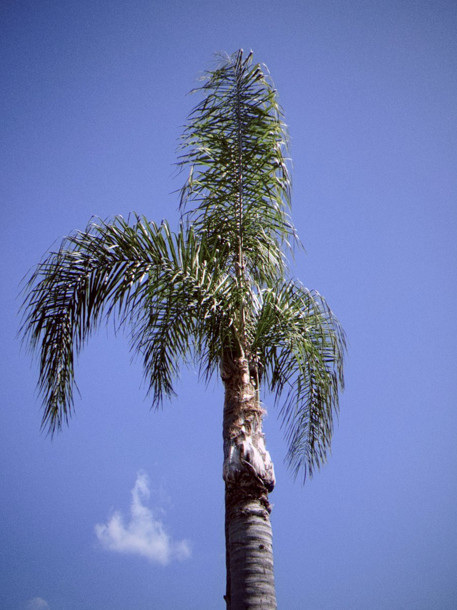 trevorcreates's tweet photo. afternoon walk with @notafilmcamera 

developed with Palm Springs https://t.co/H244Si0GkV