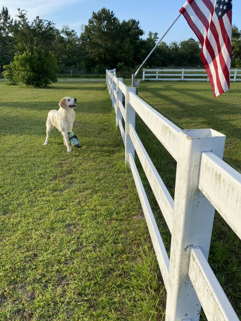 I just put my American flag up for tomorrow and Wiggles was checking it out - this photo is what America is all about. God bless the heroes who gave all so we can have these moments. I got emotional when I saw this picture. God bless the USA.