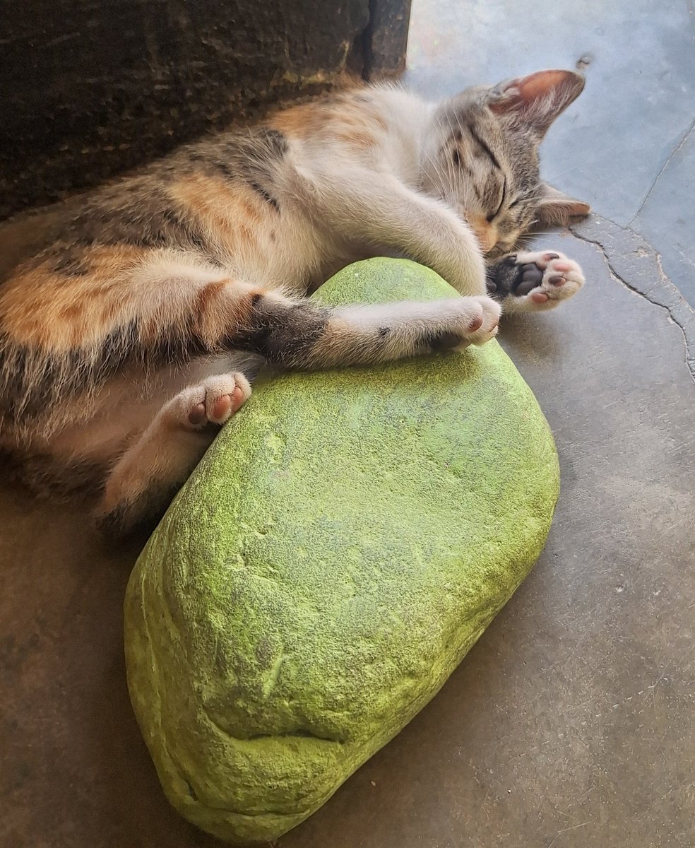 Blue sigue siendo el rey de casa, pero las poses de Katrina durmiendo son otro level...🐱🤣😂