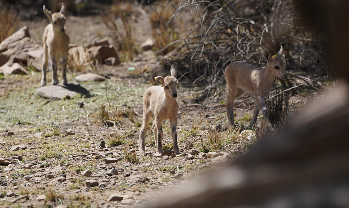Three ibex born in Saudi Arabia's King Abdullah National Park’s Red Rock Zone arab.news/vn9kd