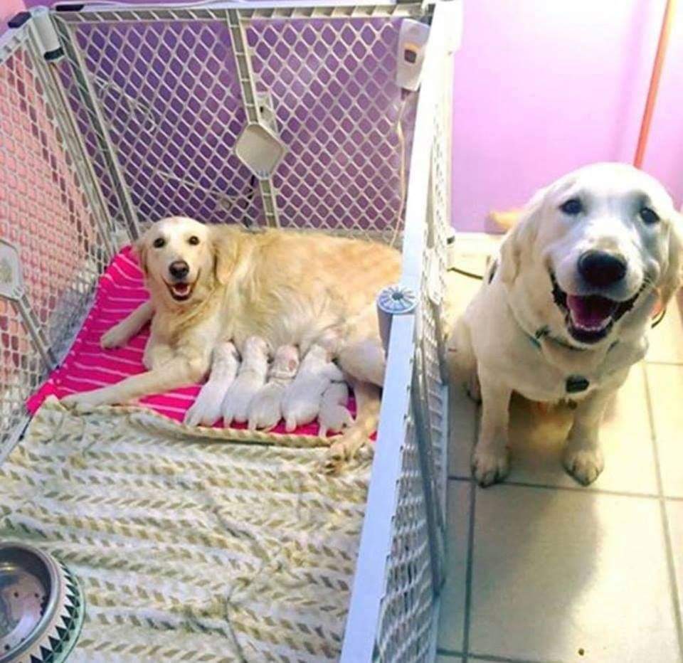 This dog just gave birth to five puppies. These are their proud father and mother's faces. Please send them your love. ❤️