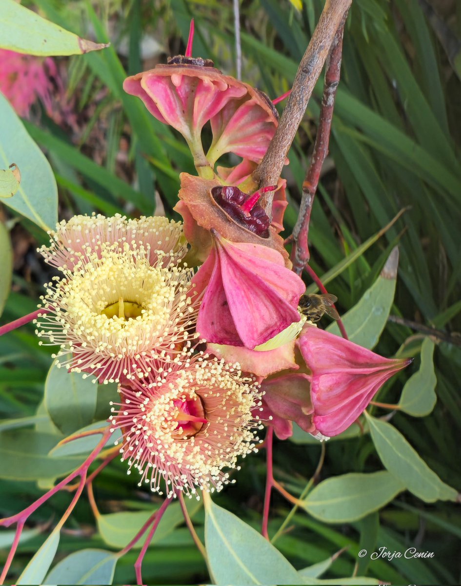 Eucalyptus kingsmillii 🩷 #wildflowerhour #flowers #beautiful