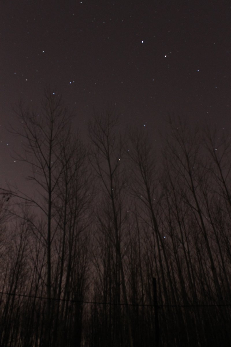 Un bosque de estrellas más allá de los árboles.