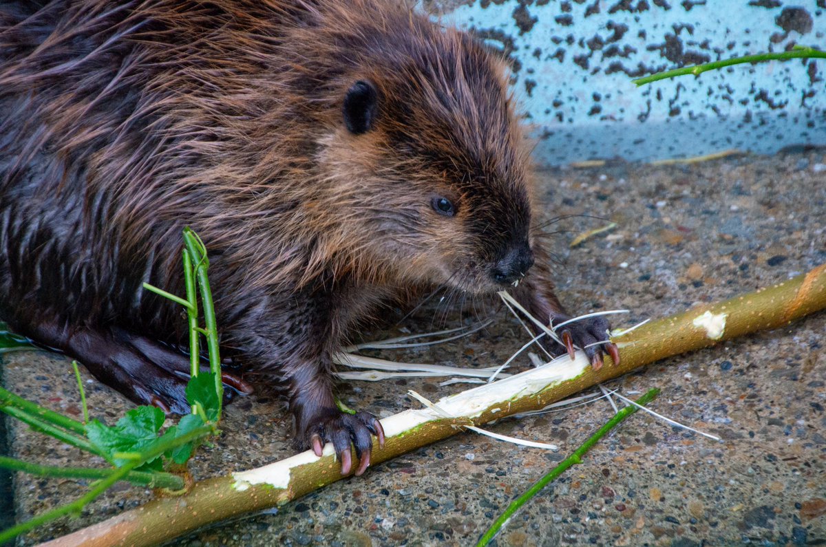 さけるチーズたべてるみたいなぽんぽん

#アメリカビーバー 
#ヒノトントンZOO 
#羽村市動物公園