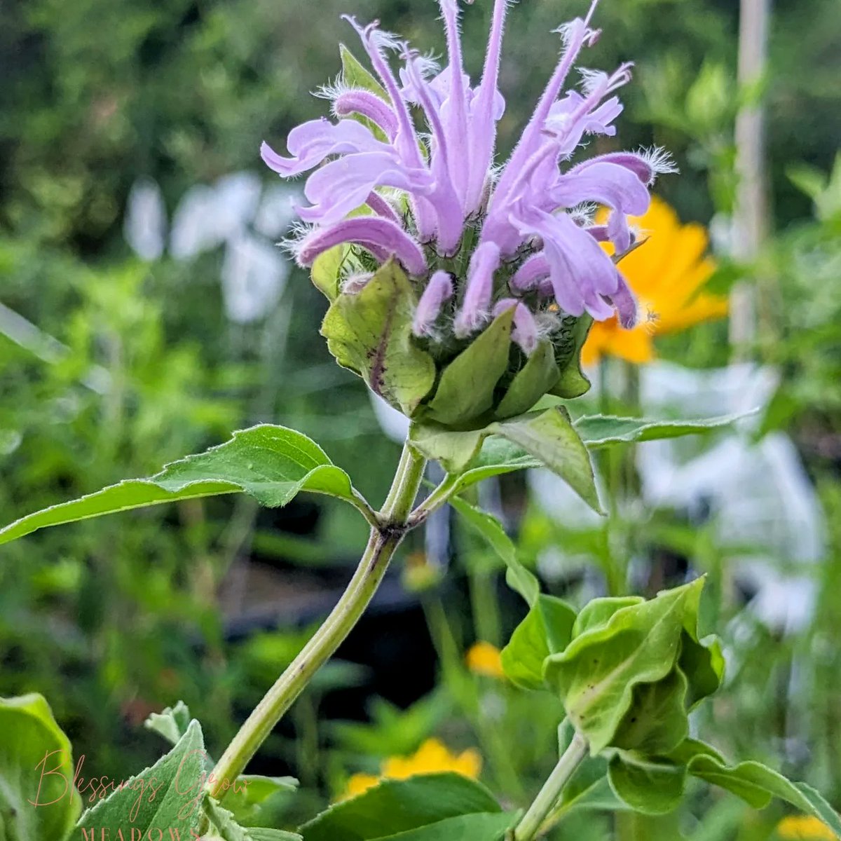 So many new blessings and a couple of surprises!! Seeing longer stems as they get fully established. We are so excited to share! 💐 
.
.
.
.
#BlessingsGrow #flowers #flowerfarm #growingwithpurpose #chemicalfree #beehaven #locallygrown #metterblooms #loveourneighbors