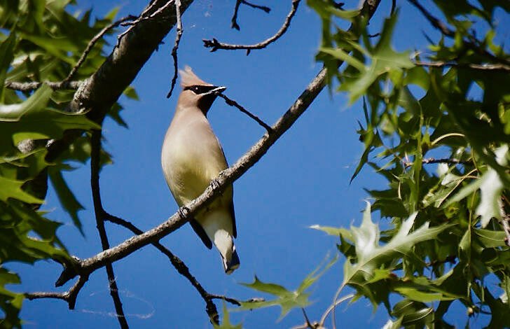 I FINALLY got a pic of a cedar waxwing this year! Ugh I’ve been chasing these friends around the yard for a month!!