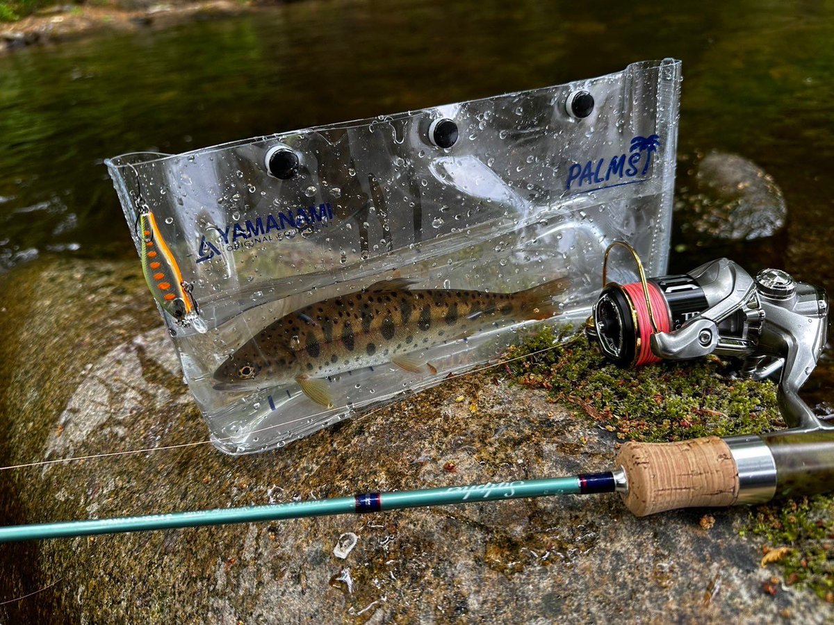 Japanese native Trout “Yamame” with Alexandra in Japan 🇯🇵  
Rod: Sylpher 411XUL 
Lure: Alexandra 43HW  
Thank you Koki !! 
#palmsfishing #yamame #trout #troutfishing #troutlure #troutlures #truite #trucha #trota #forelle #adventuretravel @palms_japan