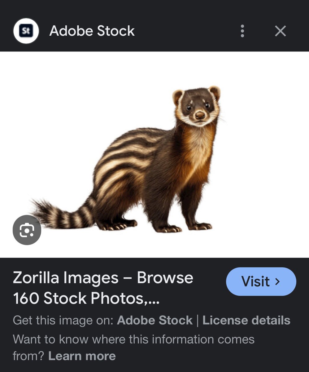 Hey ⁦@Adobe⁩, I just came across these AI generated images of zorillas. Just wanted to let you know that these are not images of zorillas.