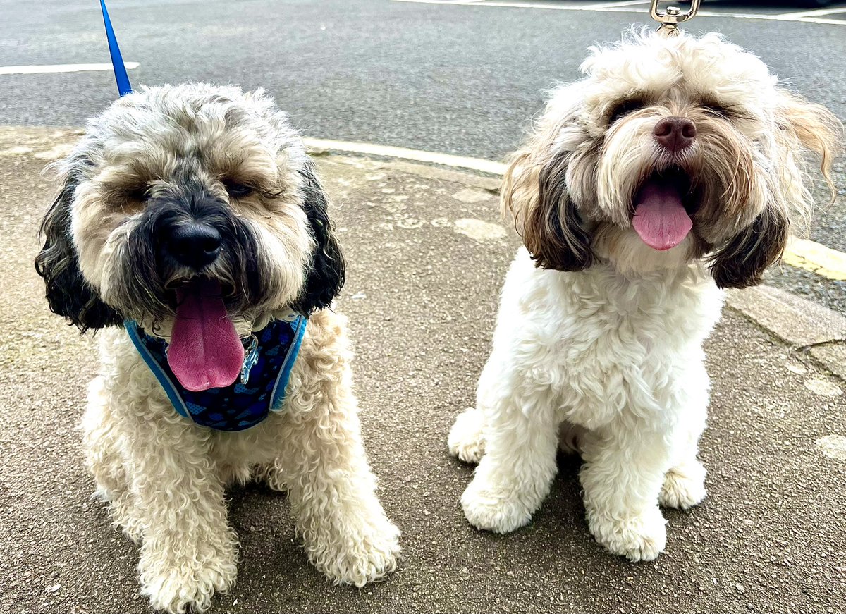 Chums! My Little Brother Baby Albie and I are both ‘Scruffy Devils’ and are off to the Groomers today. We’ve been booked in together so I hope Natalie is ready for us. Double-Trouble! Wish us luck! #BabyDog #BabyAlbie #BankHoliday #BankHolidayMonday #dogs #dogsofX