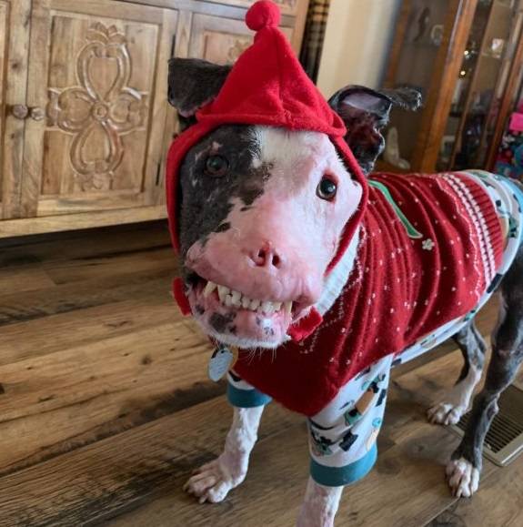 thehappydog_'s tweet photo. It's my birthday 🎂 and I know I'm not perfect, That's why no one blessed me 😔😔 https://t.co/tzm967Egpc