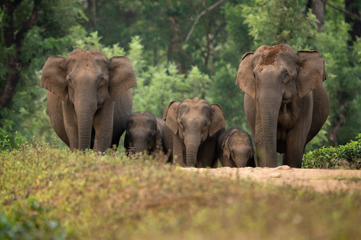 #FromTheArchives #Wildlife #Photographer Ganesh Raghunathan (@Ganesh_rag) writes about #Valparai, where #elephants and people harmoniously share resources and space. 📷 An #elephant #herd on the move with calves securely positioned in between Read more: bit.ly/3wCVlO3