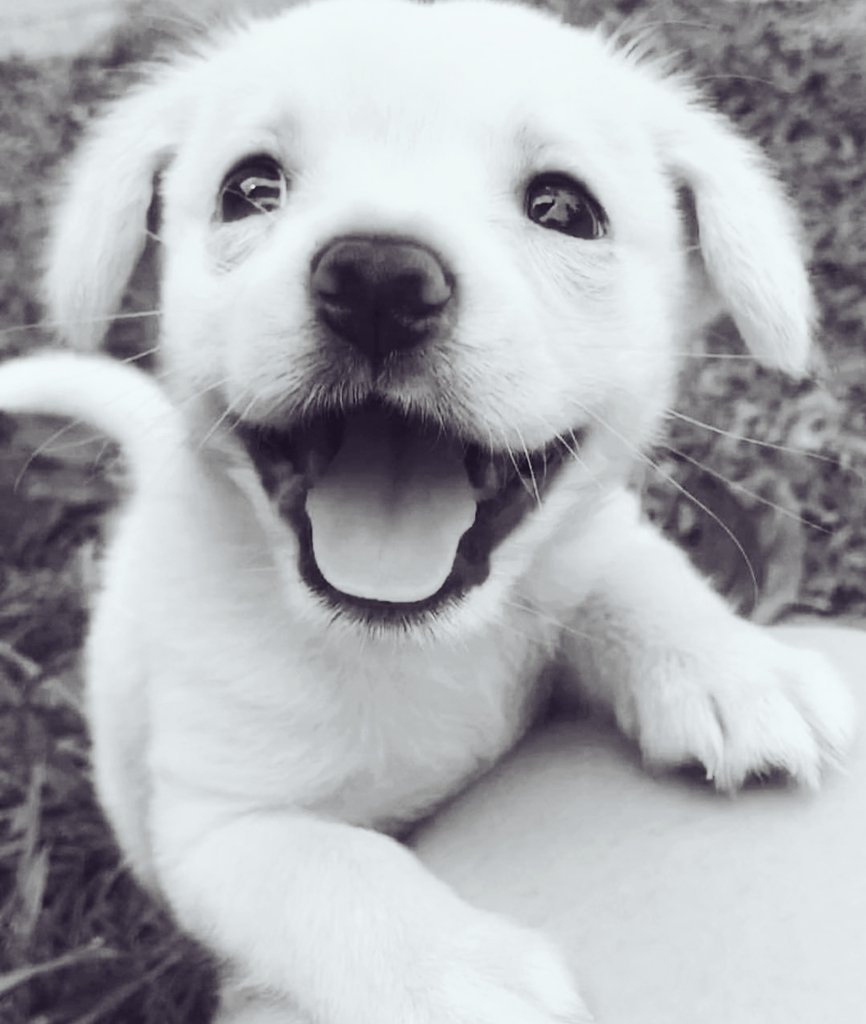 Ciao a tutti è lunedì 🥴 Lui è il cane che ci fa tornate il sorriso ❣️❣️❣️༺😁༻❣️❣️❣️