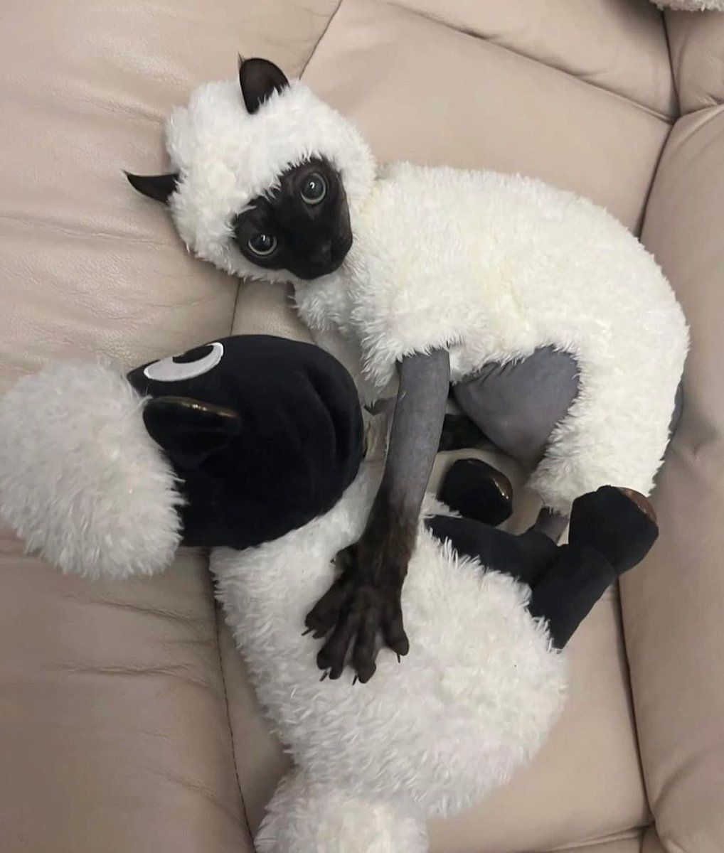 catshealdeprsn's tweet image. 