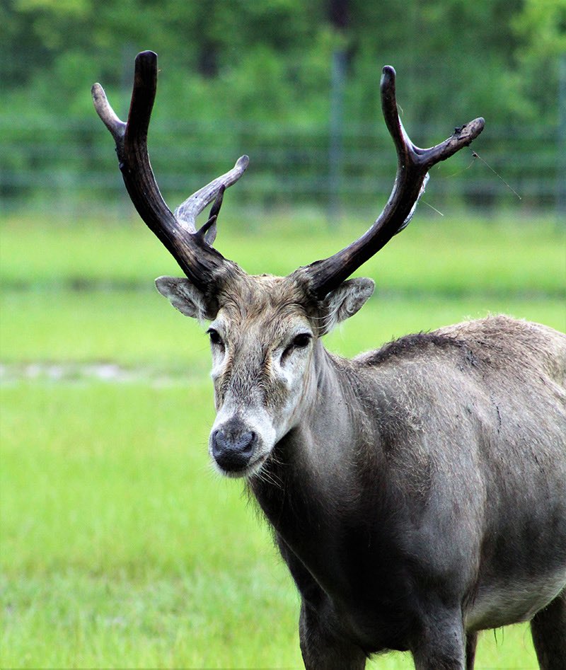 Good morning X-Friends…🌼🍃☕️ Have a happy Monday and a beautiful new week 🌳☀️🦌🧡🩶💚 #MondayMorning 🌼 #CoffeeTime ☕️ #HappyNewWeek ☀️ #AnimalLovers 🧡 #StayPositive 💐 #PeaceAndLove 🕊️