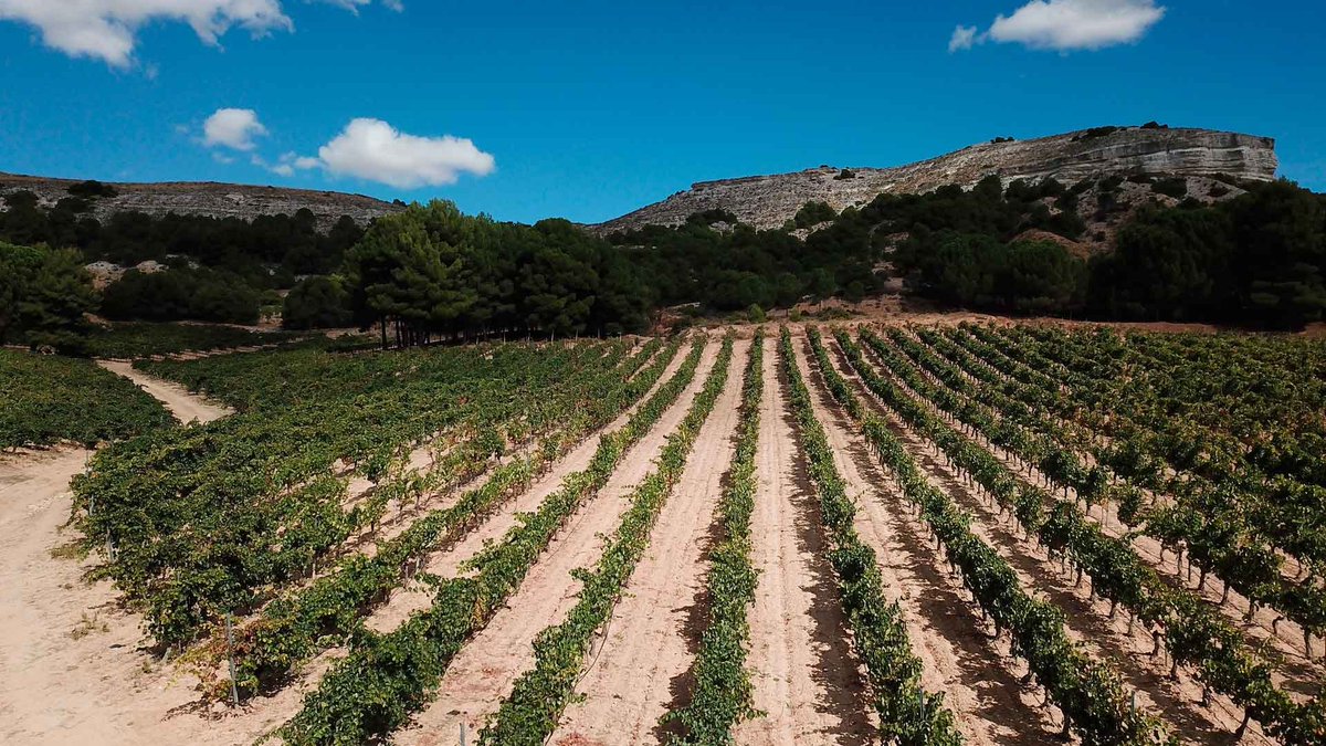 .@DORibera produce algunos de los mejores vinos tintos del mundo. En México, estas seis etiquetas te harán redescubrir la uva tempranillo, cepa insignia de la región. #TomaNota 

➡️bit.ly/6V-TempRD