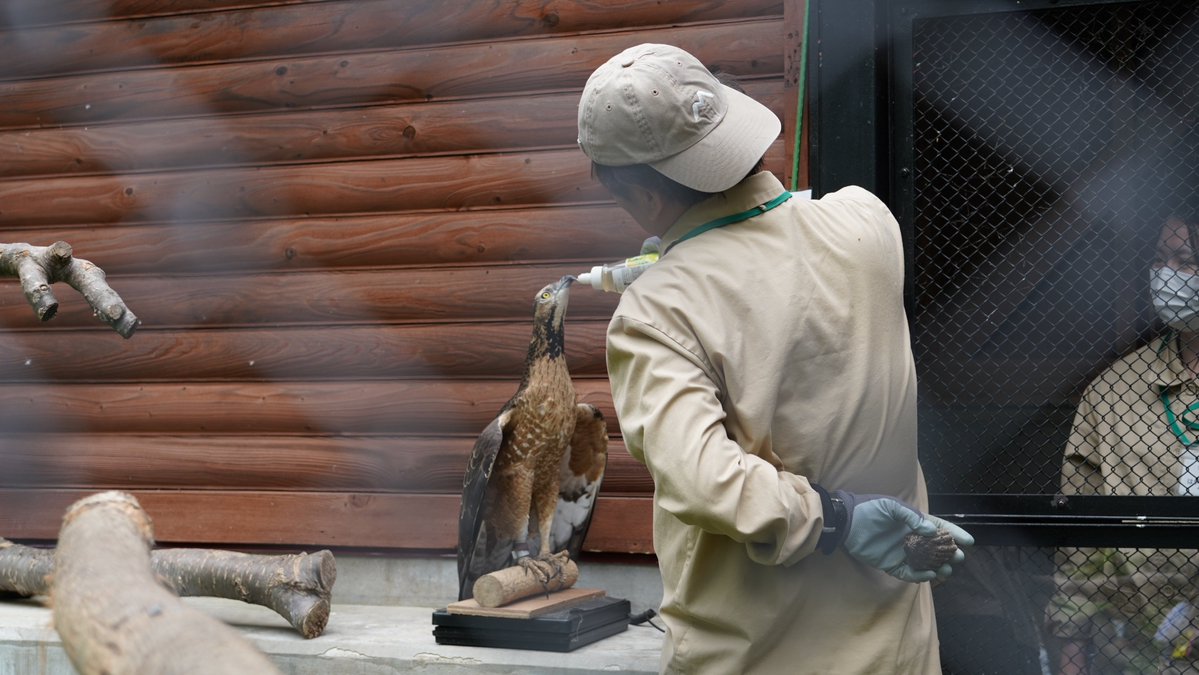 クラウドファンディング型ふるさと納税がスタートする際に行った動物たちの健康診断の様子をお知らせするのが遅くなってしまいました！日頃の体重測定トレーニングの成果を発揮し初めて公開測定してくれたハチクマの'はっちゃん'です！ furusato-tax.jp/gcf/2982