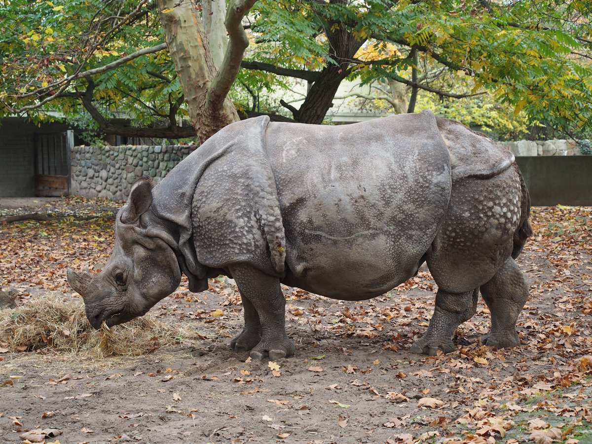 インドサイの油彩の制作プロセス。
1 ベルリンの動物園で僕が撮影した写真を使用。
2 写真を元にラフスケッチを制作する。
3 より詳細な鉛筆スケッチを制作する。
4 油彩で仕上げる。 