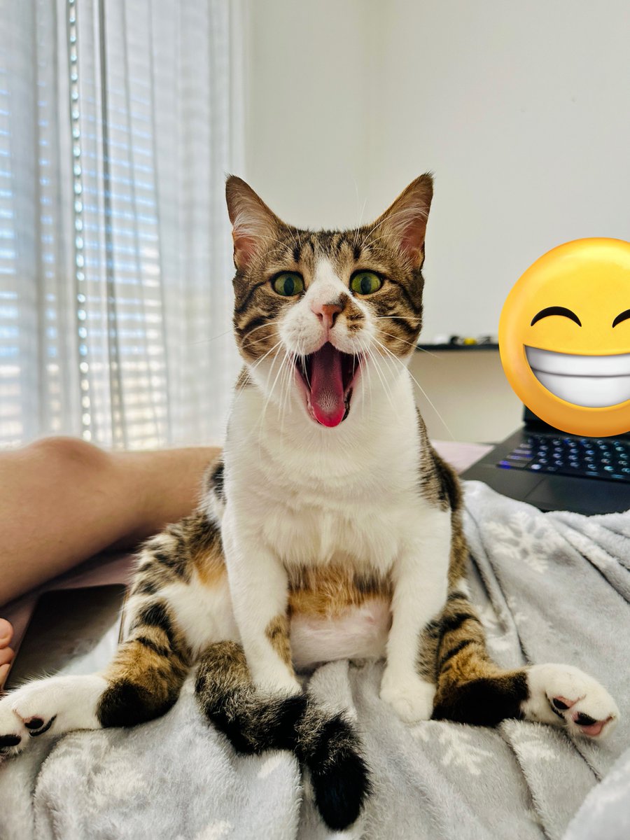 всем привет это сэр кот он желает вам хорошей недели ретвитните сэра кота чтобы пожелание сбылось!!