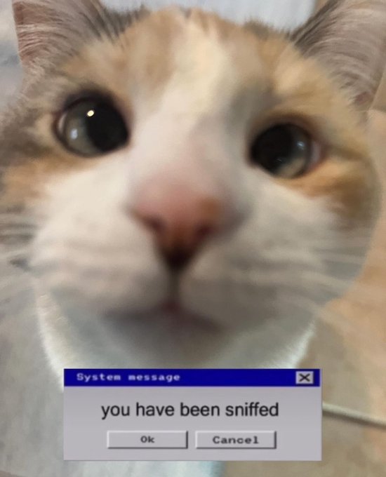 Sniff https://t.co/5NfaNnjvrR