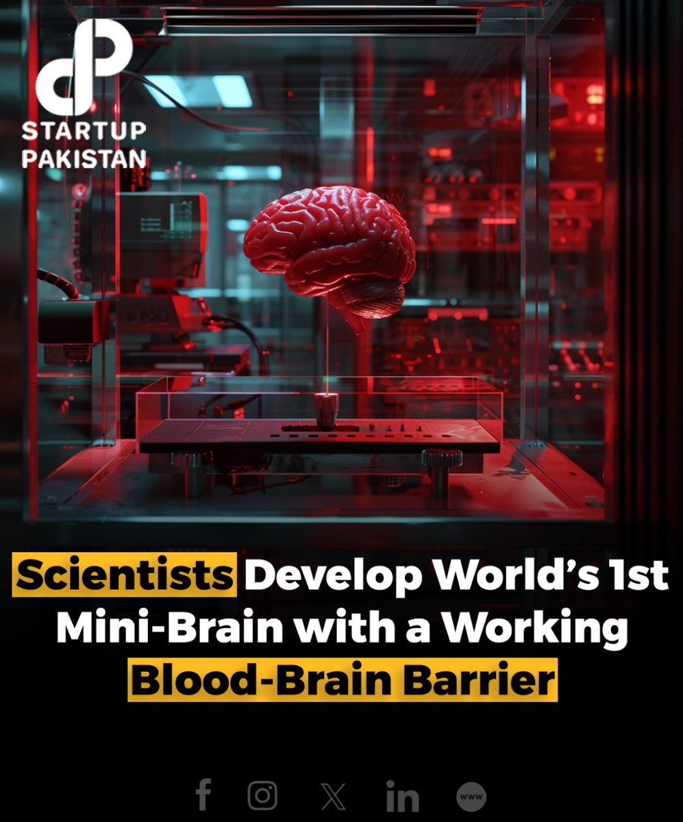 Recent research led by Ziyuan Guo from the University of Cincinnati and Cincinnati Children's Hospital developed the first human mini-brain with a fully functional blood-brain barrier (BBB).

#HumanBrain #BloodBrainBarrier #NeurologicalResearch #StemCells #DrugDiscovery