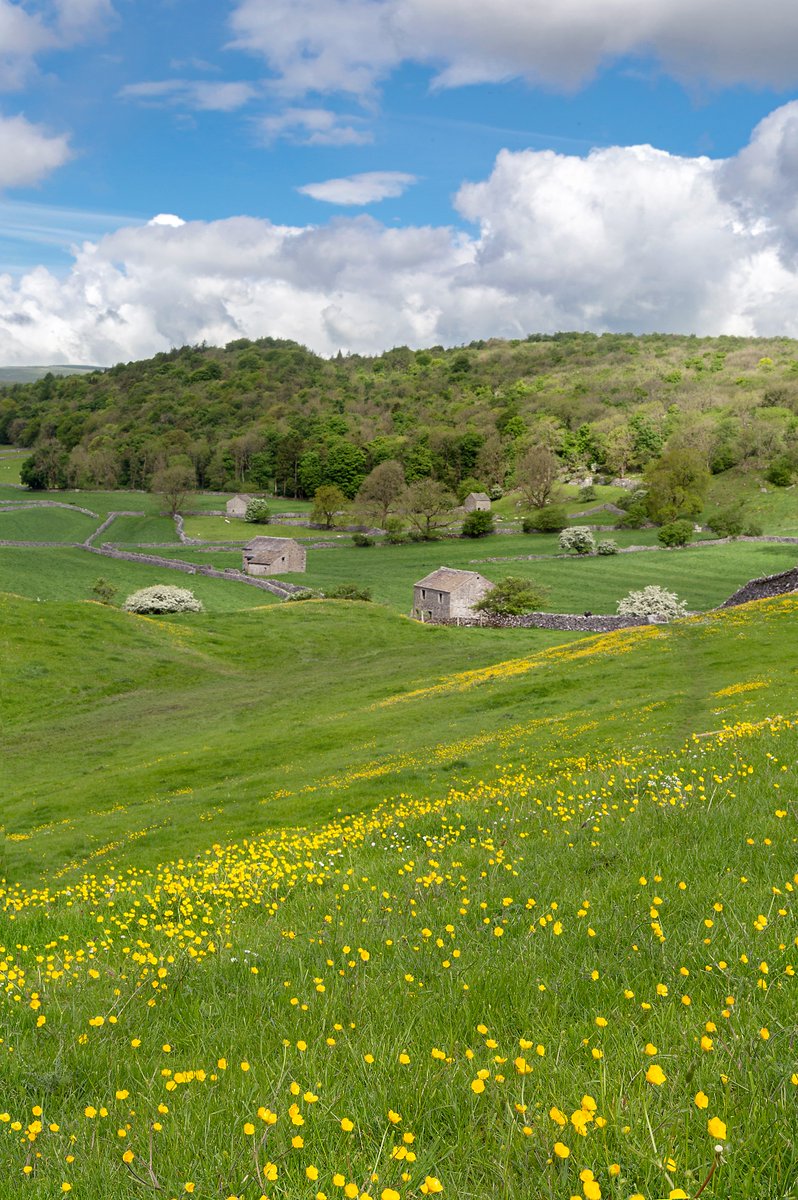 Today's walk for #NationalWalkingMonth is a wander through the meadows close to #Grassington in #Wharfedale 🌻

Find the Grassington Meadow walk and downloadable map on our website 👇

yorkshiredales.org.uk/things-to-do/g…

📸 Wendy McDonnell 

#BankHolidayMonday #YorkshireDales #WalkThisWay