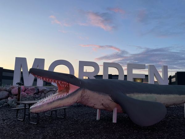 EL_Bamforth's tweet image. Had an awesome time at #CSVP2024, hosted in #Winnipeg! Especially enjoyed the field trip to the #Morden area - home as &apos;Bruce&apos; the giant #mosasaur &amp;amp; the CFDC (@discoverfossils). My student even found a #Hesperornis (toothed diving #bird) leg bone! @CanSVP @CurrieMuseum