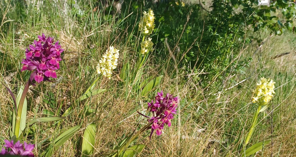 Viime viikon lopulla tuli täyteen #100lajia_haaste kasveilla. Katkaisulajina #seljakämmekkä #Brändö. Seuraava tavoite 200 kasvilajia. Hyönteisillä ja sienillä vielä matkaa sataan lajiin. Vielä ehtii osallistua 100lajia.luomus.fi @luomus @BioEnvHelsinki @helsinkiuni